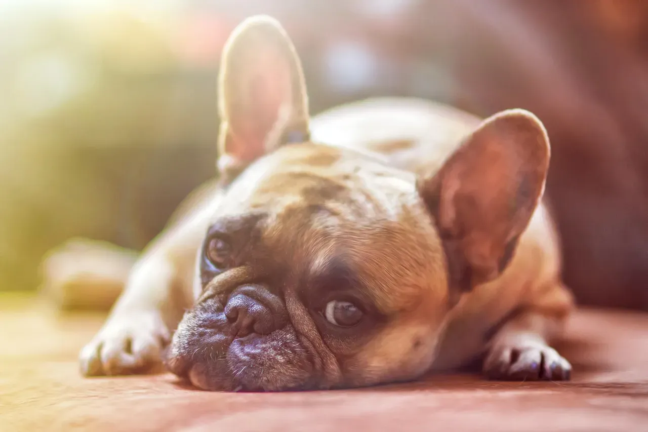 #6 - They Feel Your Energy Crash Before the Day Technically Ends (Image Credits: Pixabay)