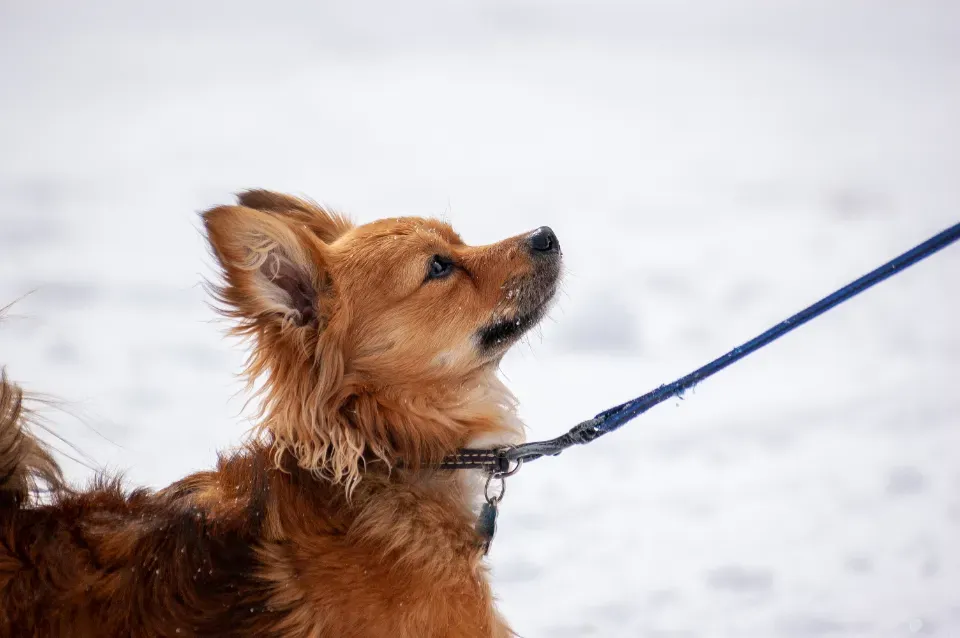 Libra Rising: Harmonious and Sociable (Image Credits: Stocksnap)