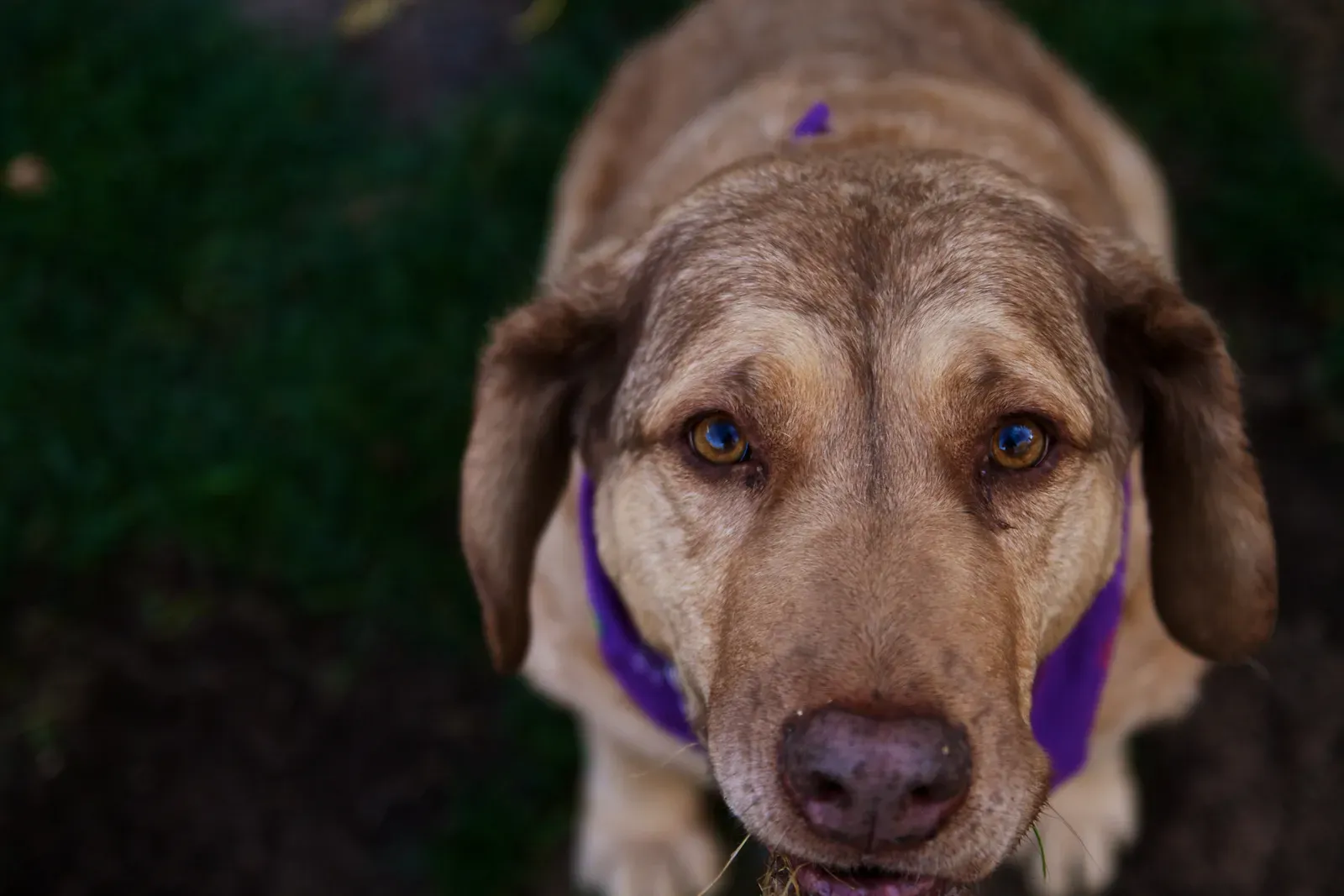 #12 Dogs Live in a Layered Sound World We Will Never Fully Share (How could you be mad at a face like this?, CC BY 2.0)