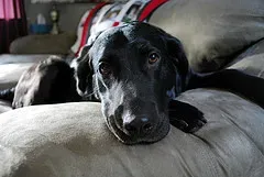 Why Punishment Never Works (And What Does) (Image Credits: Flickr)