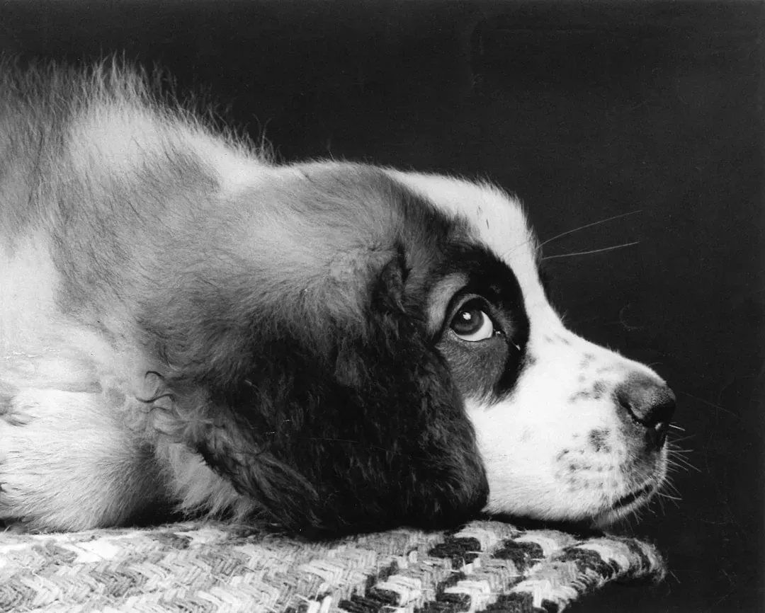 They're Wired to Protect the Pack (Image Credits: Unsplash)