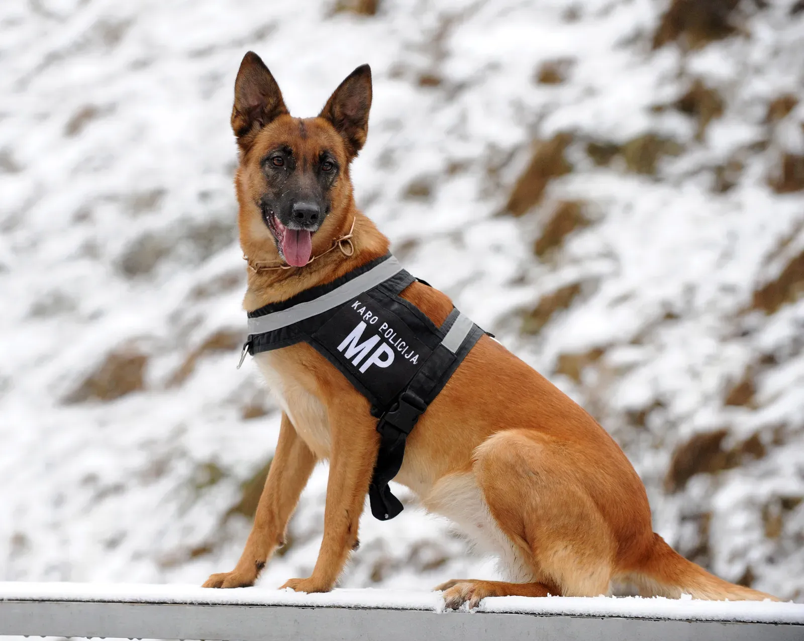 3. German Shepherd - Intelligence With Purpose (By Pliadžys, GFDL)