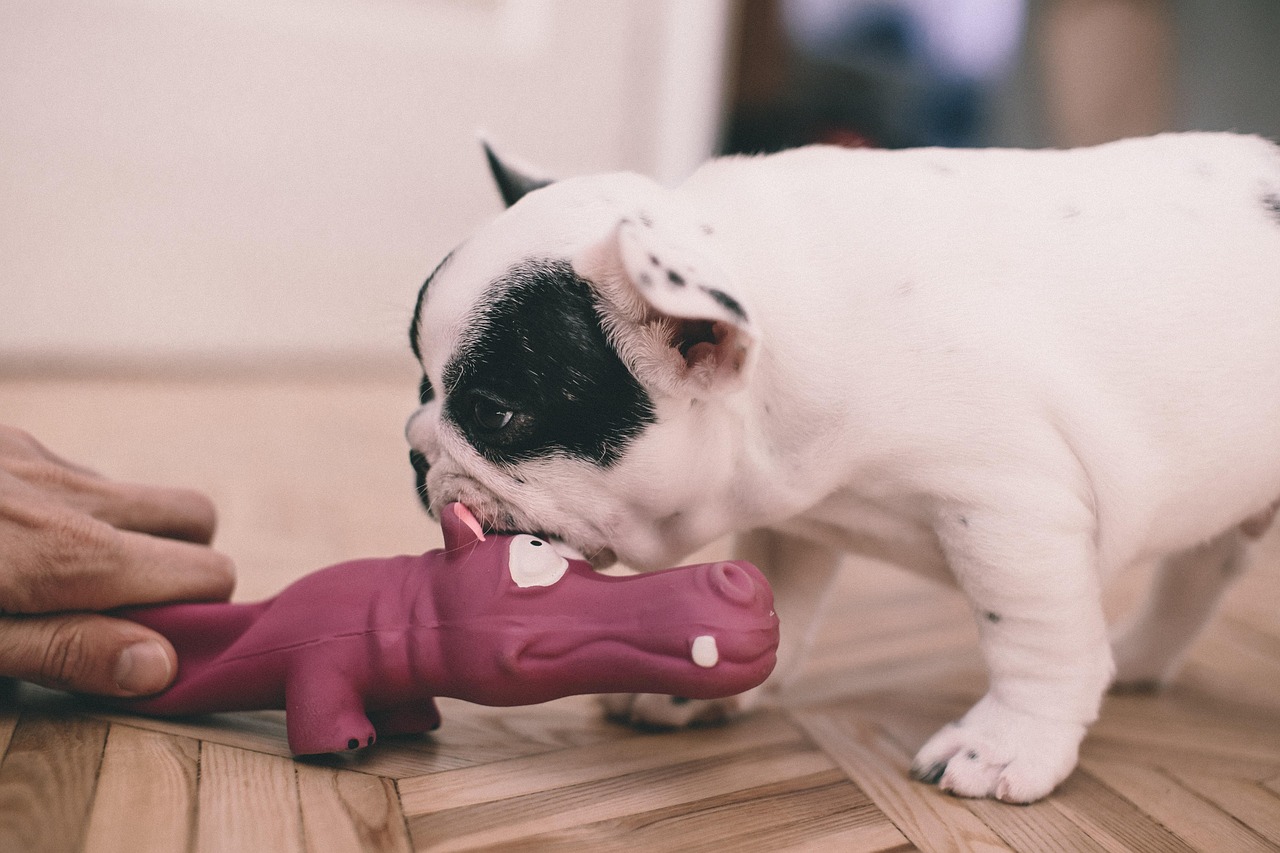 French Bulldog: The Adaptable Apartment Dweller (Image Credits: Pixabay)
