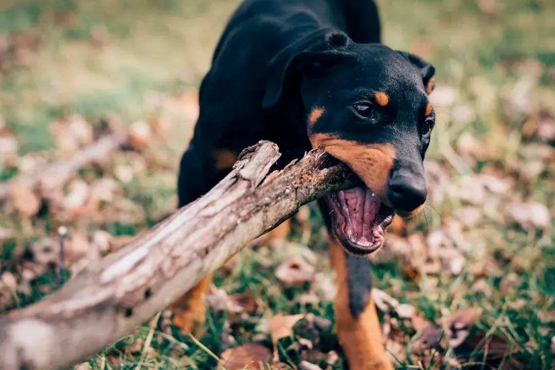 #6 - Roughhousing And Tug-Of-War Are No Longer "Just Play" (Image Credits: Unsplash)