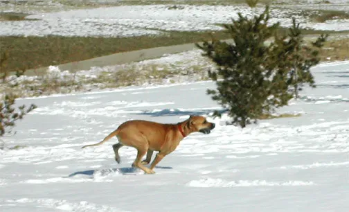 When Zoomies Are a Warning Sign You Shouldn't Ignore (Laertes, Flickr, CC BY 2.0)