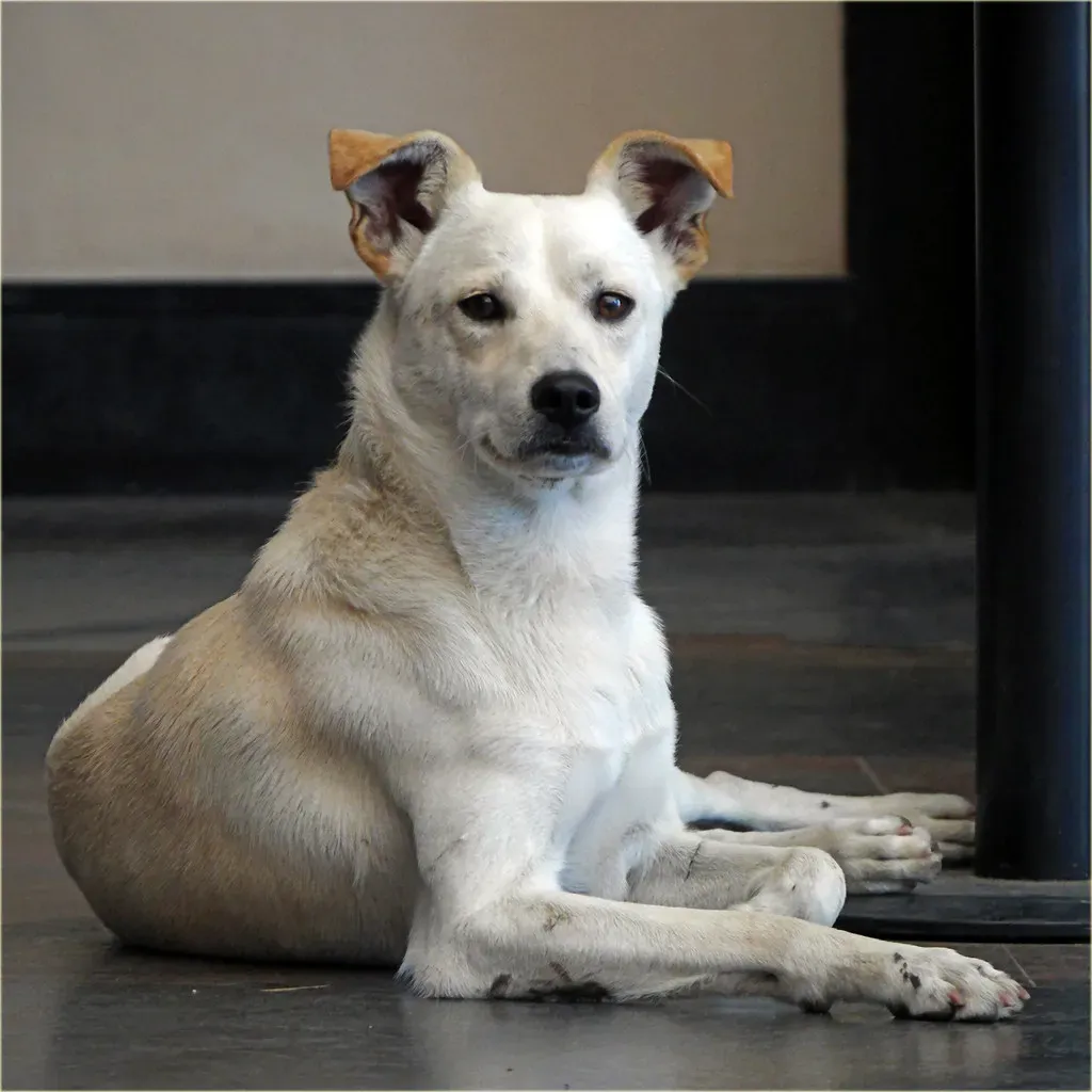 Use the Power of Arkansas-Specific Online Resources (marneejill, Flickr, CC BY-SA 2.0)