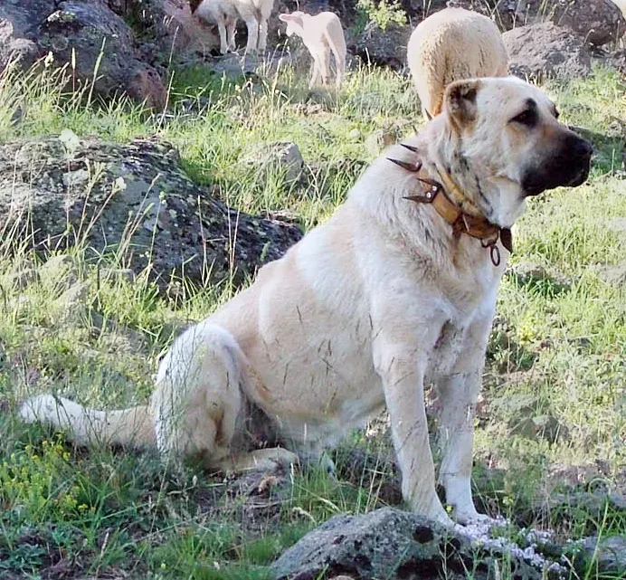 #1. Turkish Kangal (Commons file "KangalTürkiyede.jpg", CC BY-SA 3.0)