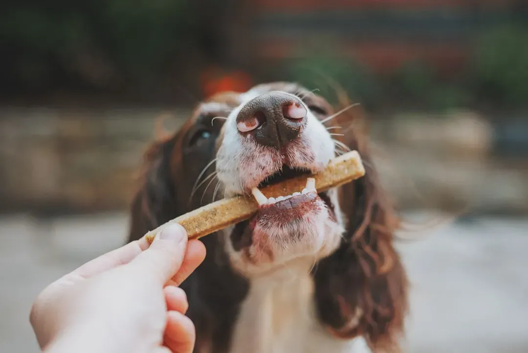 8. They're Getting Too Many Treats Throughout the Day (Image Credits: Unsplash)