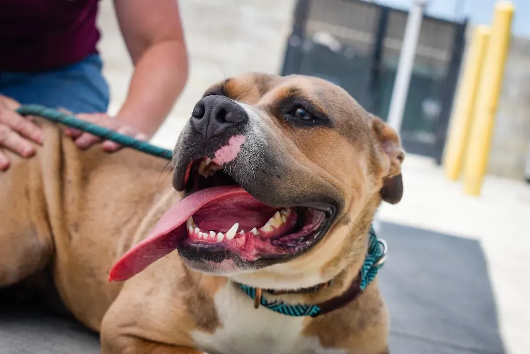 #13 - Dogs Can Anchor Recovery After Trauma and Loss (Image Credits: Unsplash)