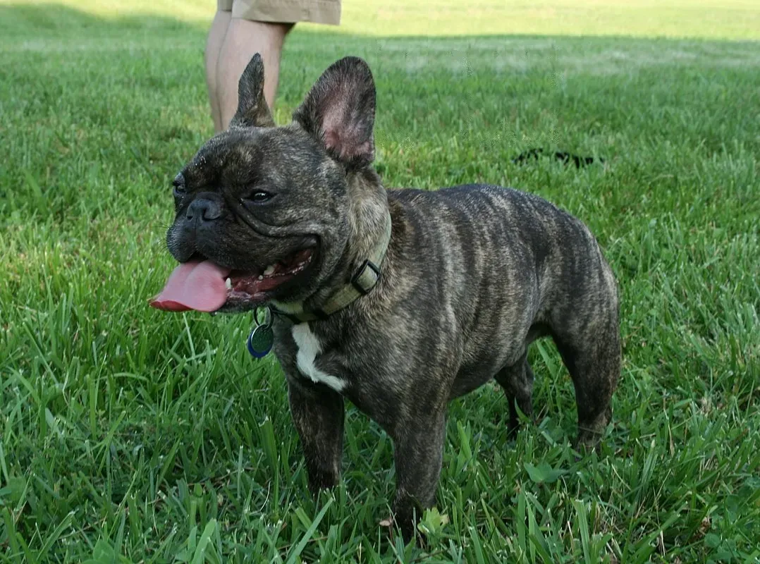 6. French Bulldog – Trendy but Trouble in High Heat (By Ildar Sagdejev (Specious), CC BY-SA 4.0)