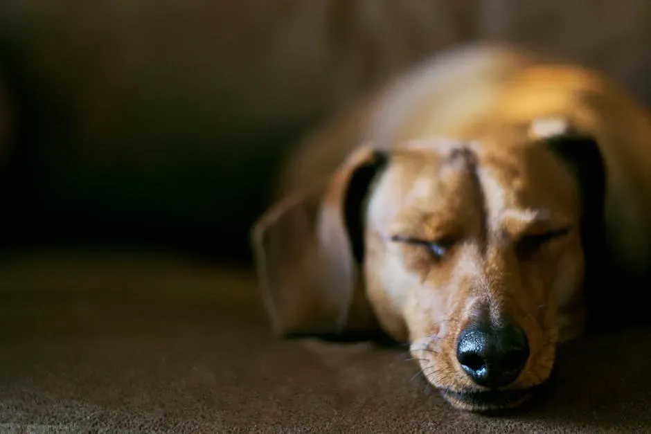 Dog Size Actually Determines How Often and How Long They Dream (Image Credits: Pexels)