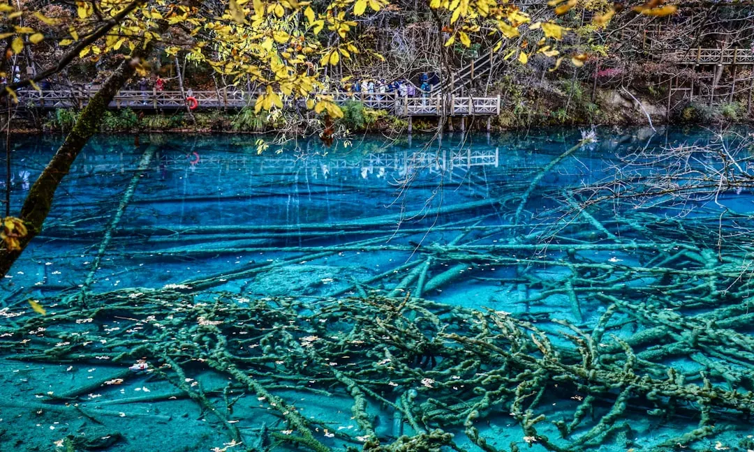 Clear Lake: Oregon's Underwater Forest (Image Credits: Unsplash)