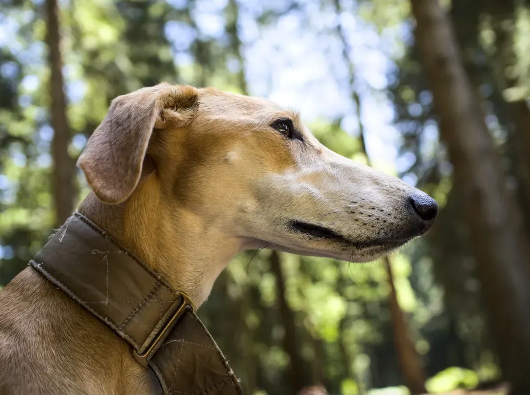 The Saluki: Ancient Desert Racer (Image Credits: Unsplash)