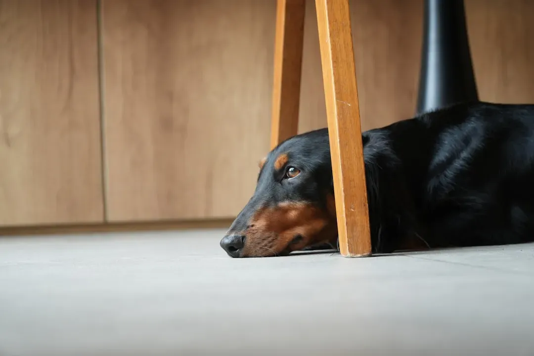 3. The Dachshund: A Tiny Dog With Very Big Furniture Opinions (Image Credits: Unsplash)