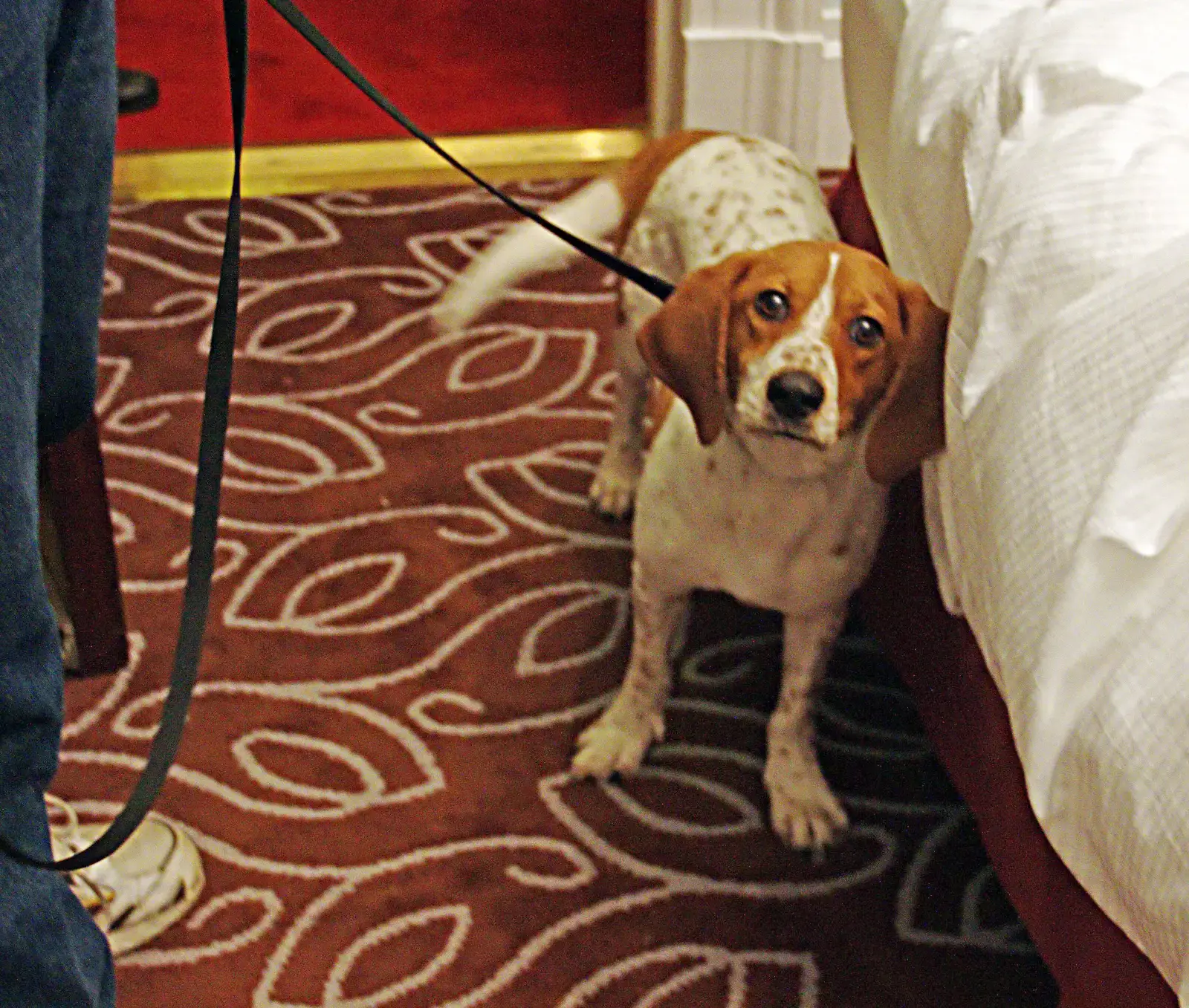 We Overestimate Tail Wags And Underestimate Subtle Stress Signals (By Elgaard, CC BY-SA 3.0)