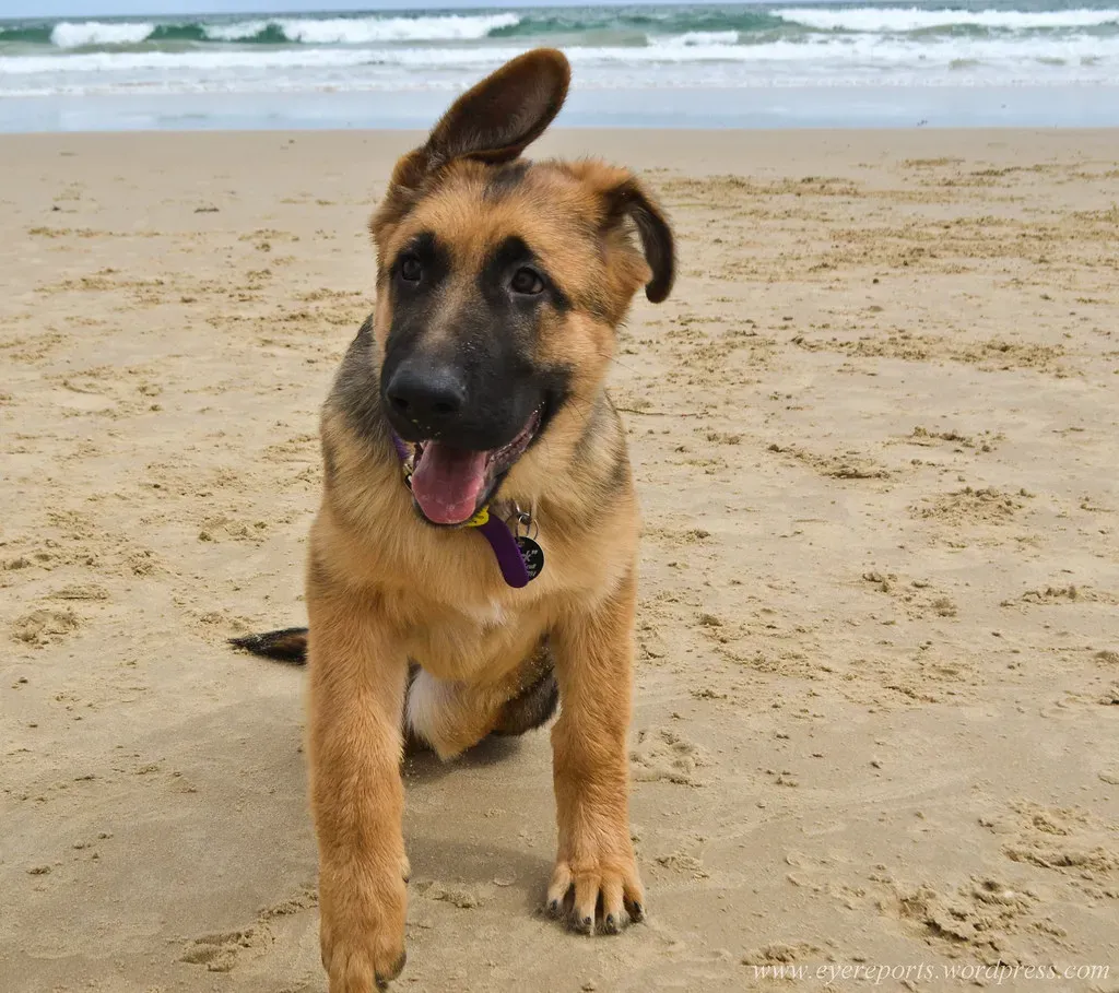 They Show Excitement When You Come Home (Image Credits: Flickr)