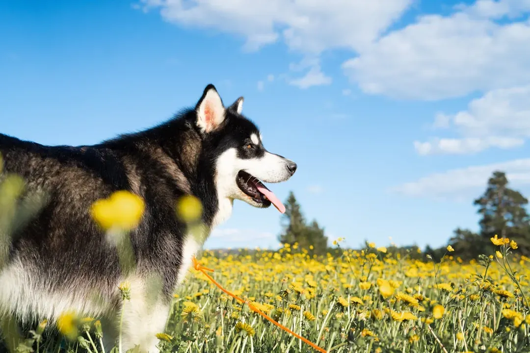 Siberian Huskies: The Relentless Sledding Spirits (Image Credits: Unsplash)