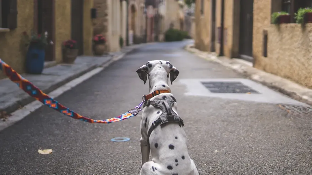 #5 - They Can Walk Past Other Dogs and People Without Drama (Image Credits: Unsplash)