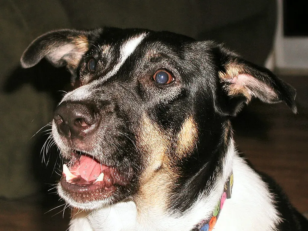 The Three Keys to Understanding: Pitch, Frequency, and Duration (Image Credits: Flickr)