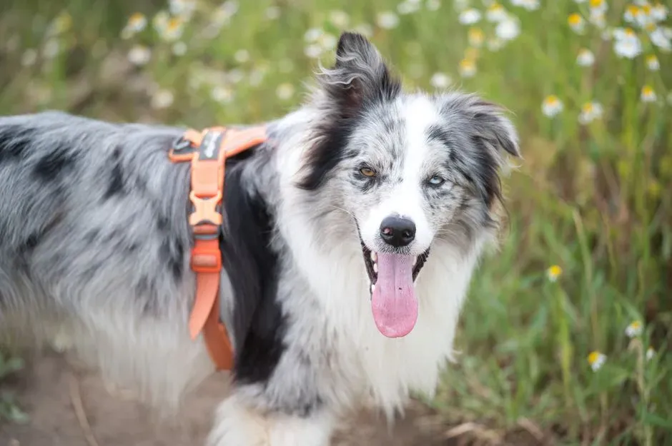 The Best Way to Respond When a Dog Arcs Toward You (Image Credits: Pexels)