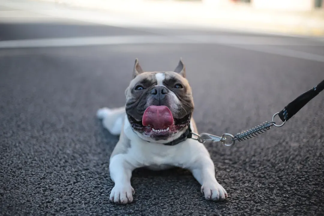 #13 - Letting Dogs Off-Leash Where Leash Laws Still Apply (Image Credits: Unsplash)