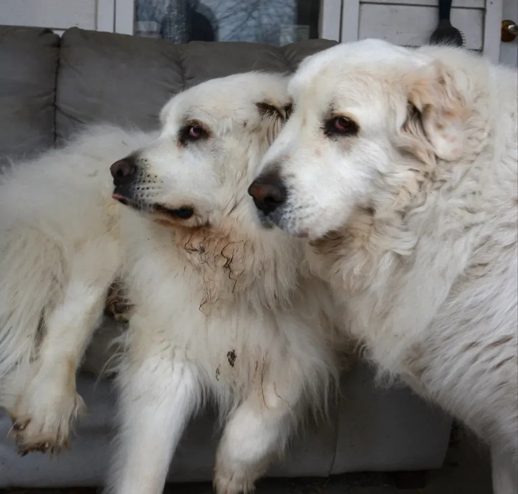 The Ancient Language Behind the Nudge (Image Credits: Flickr)