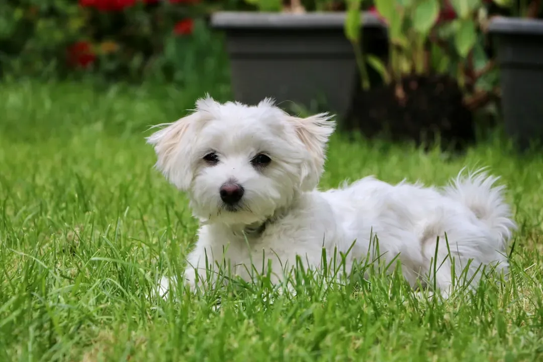 #16 - The Maltese: From Random Lapdogs to Show-Ring Snowball (Image Credits: Unsplash)