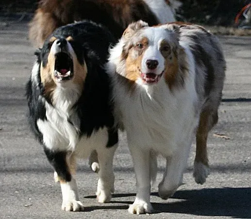 2. Australian Shepherd: The Tireless Overachiever (carterse, Flickr, CC BY-SA 2.0)
