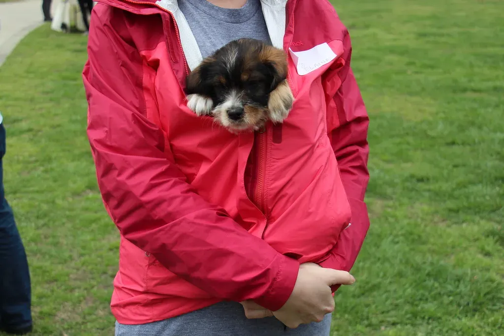 Recognizing the Warning Signs of a Cold Puppy (Image Credits: Flickr)