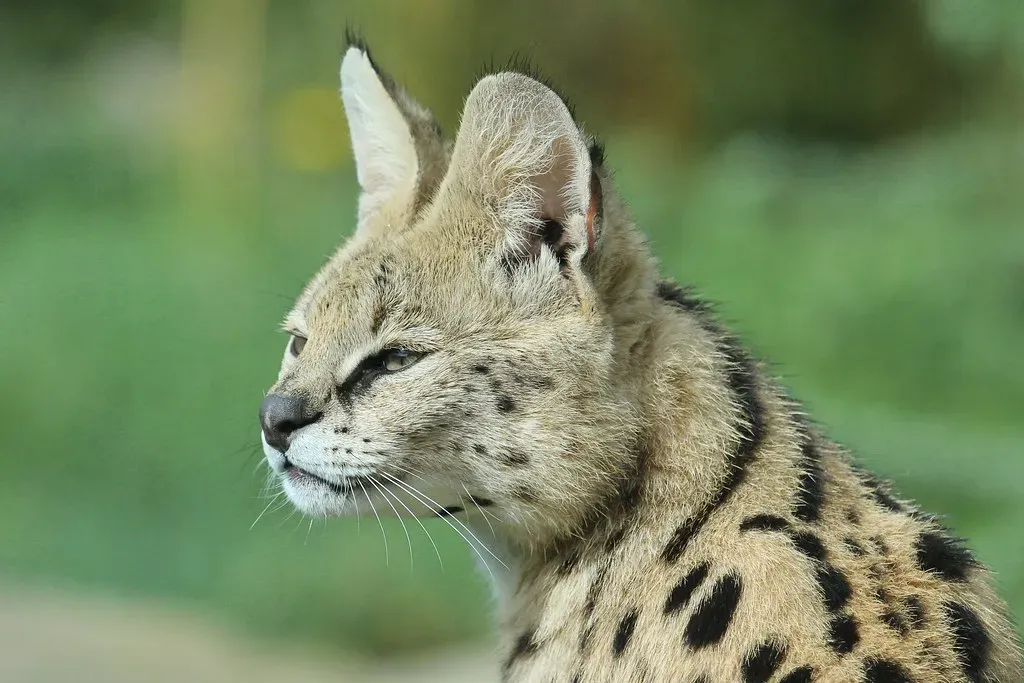 #1. The Serval: Africa's Living Missile (zoofanatic, Flickr, CC BY 2.0)