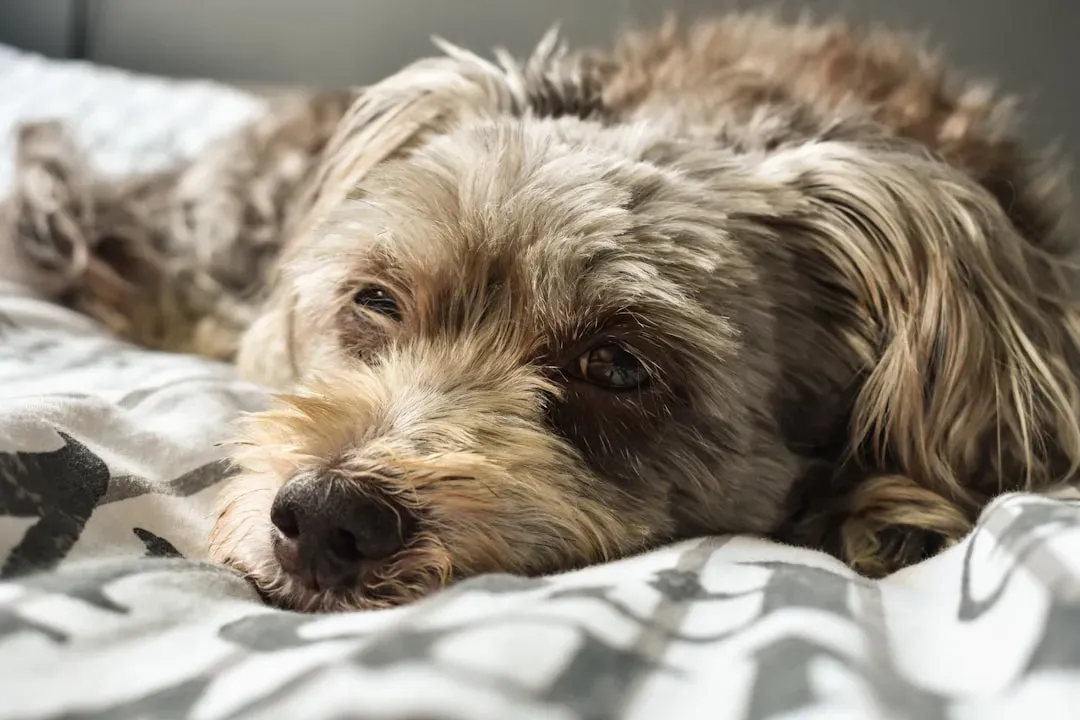 13. Bedtime Ritual: Ending the Day With Intentional Care (Image Credits: Unsplash)