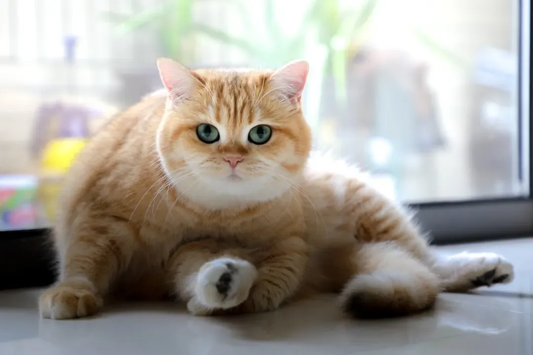 2. Keep your cat lean to prevent silent, expensive diseases (Image Credits: Unsplash)