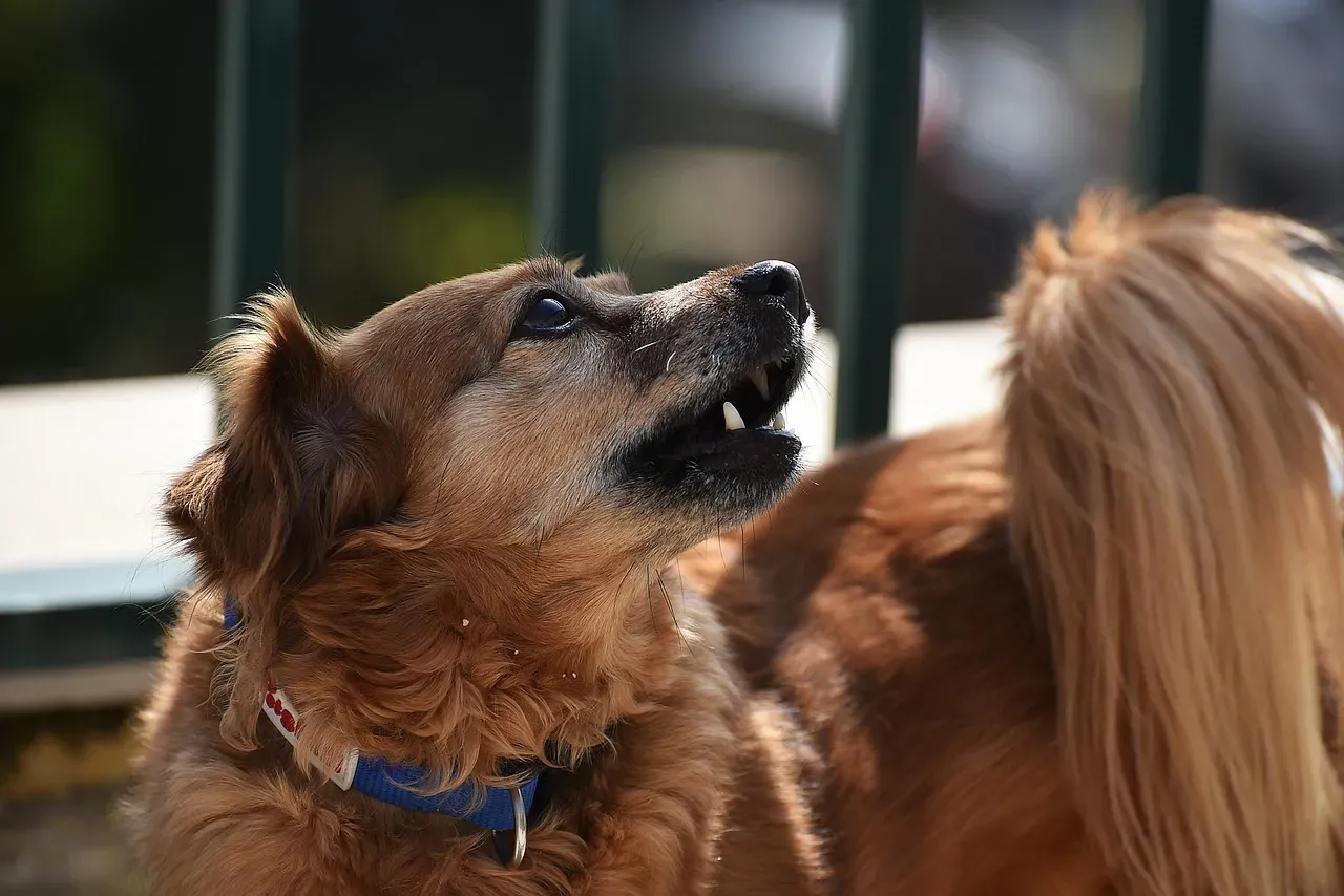 Why "Low-Maintenance" Means More Than Just Small (Image Credits: Pixabay)