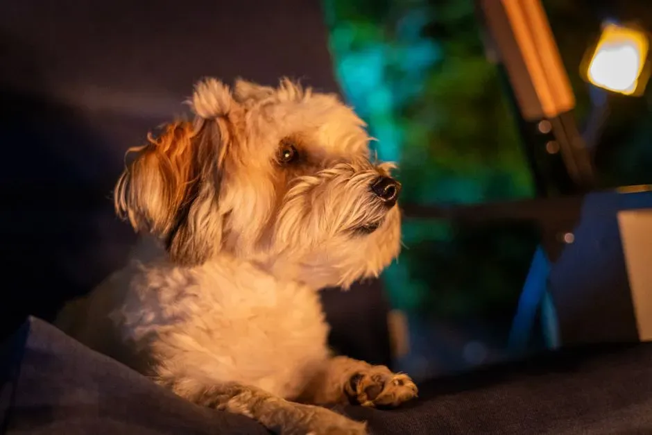 4. Adjusting Their Sleep Around Your Nocturnal Habits (Image Credits: Pexels)