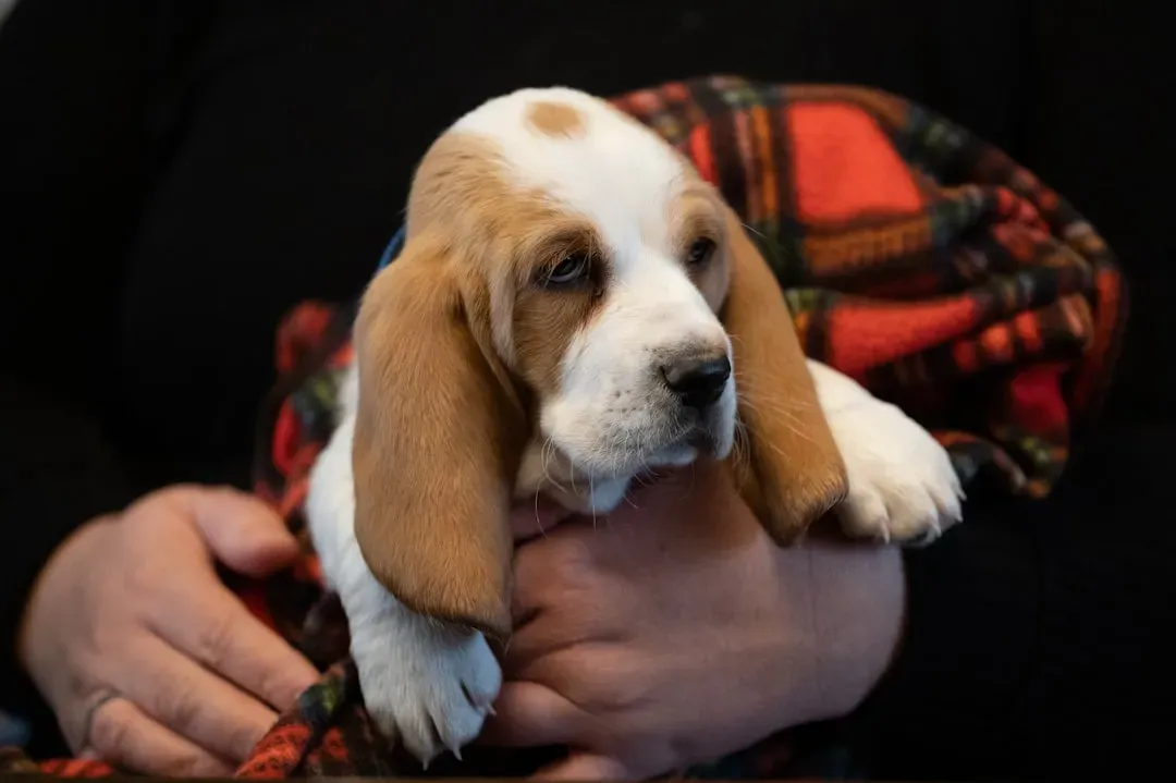 Basset Hound: The Laid-Back Listener (Image Credits: Unsplash)