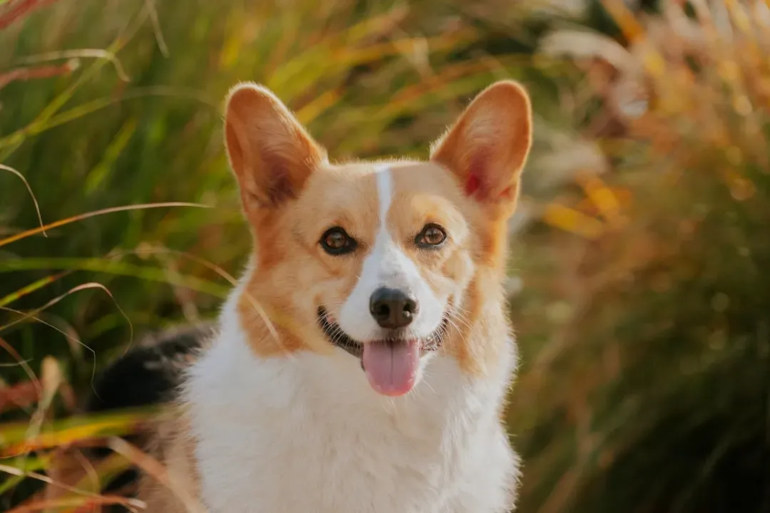 The Master Pretenders Among Us (Image Credits: Unsplash)