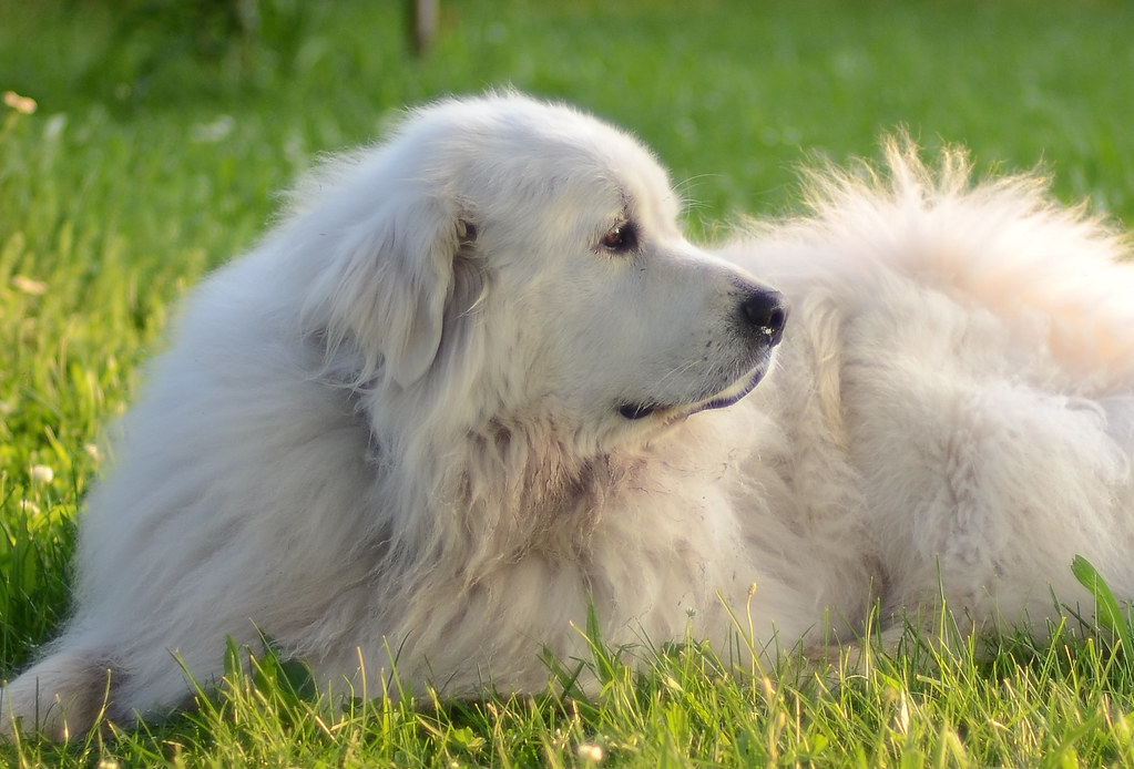 Great Pyrenees - The Majestic Mountain Guardian (Image Credits: Flickr)