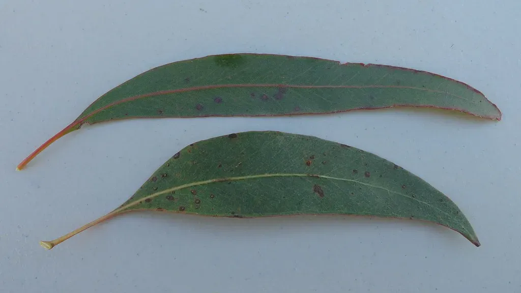 Eucalyptus: The Refreshing Repellent (Image Credits: Flickr)