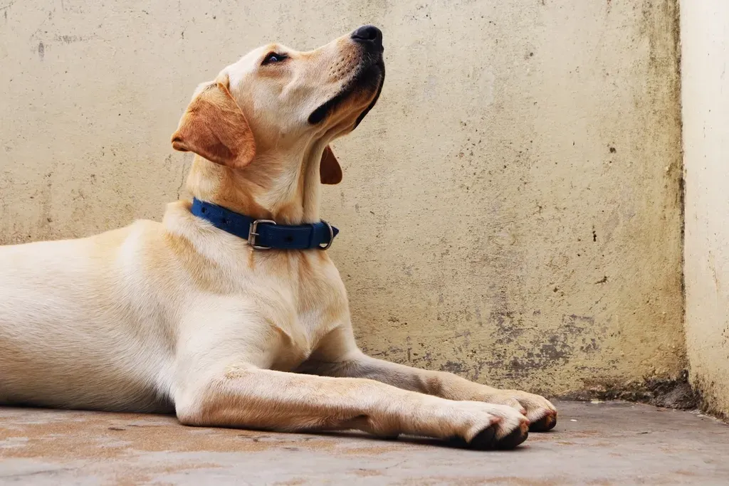 1. Labrador Retriever - The Gold Standard of Beginner Dogs (Image Credits: Rawpixel)