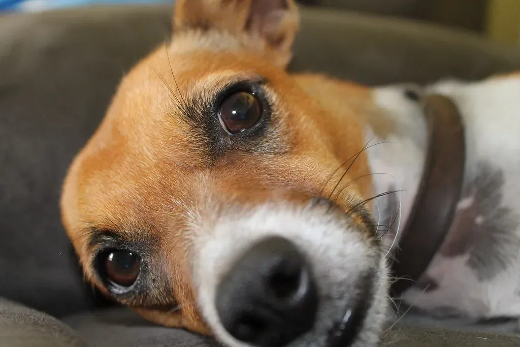 Electronic Device Alerts and Ringtones (Image Credits: Flickr)