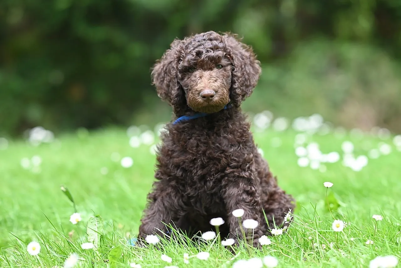 Poodle (Image Credits: Pixabay)
