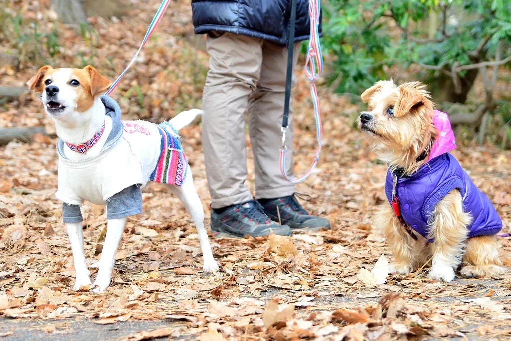 6. Jack Russell Terrier - Small Dog, Enormous Outdoor Appetite (Dakiny, Flickr, CC BY 2.0)