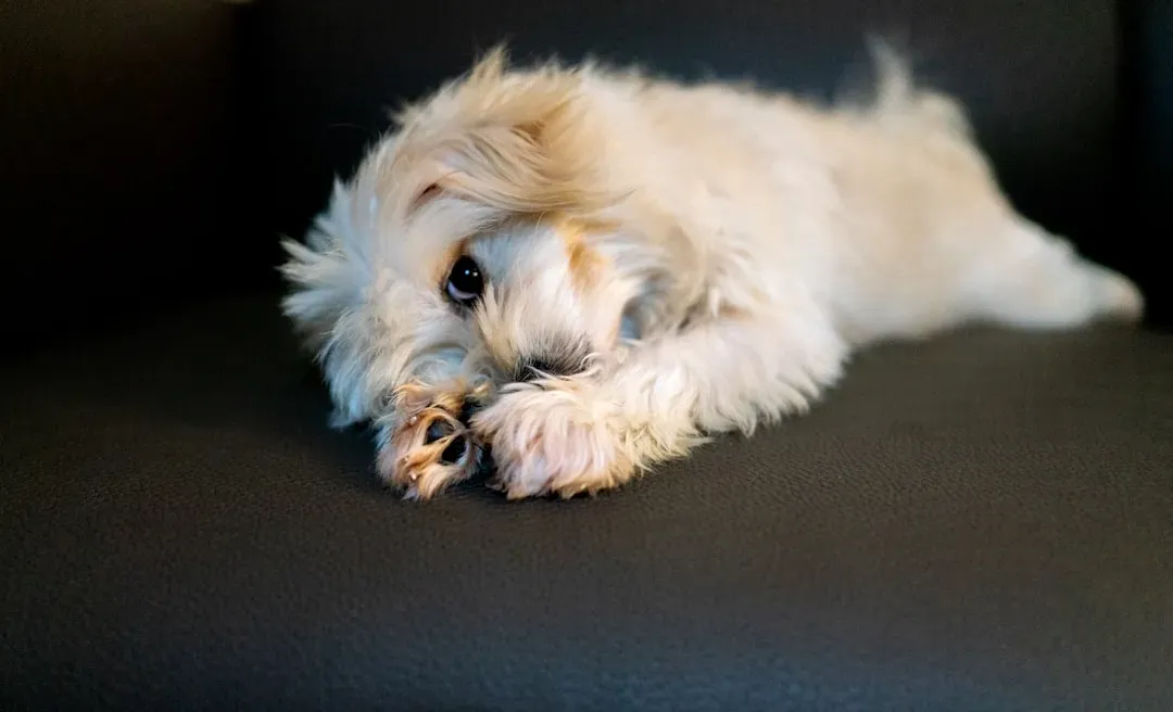 14. Havanese: The People-Pleaser Who Wants to Get It Right (Image Credits: Unsplash)