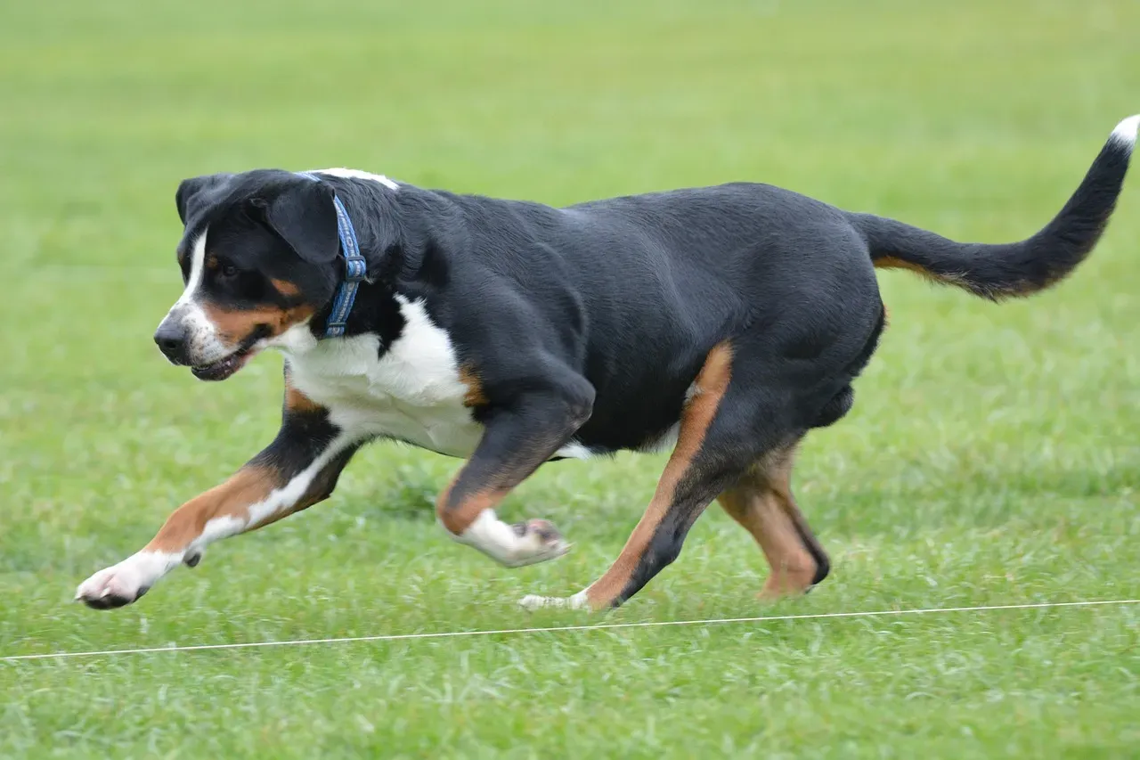 9. Greater Swiss Mountain Dog: The Working Dog With a Big, Warm Soul (Image Credits: Pixabay)