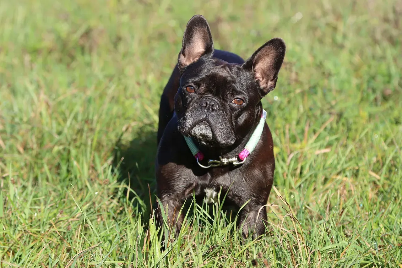 10. French Bulldog - The Compact Comedian With Bottomless Affection (Image Credits: Pixabay)