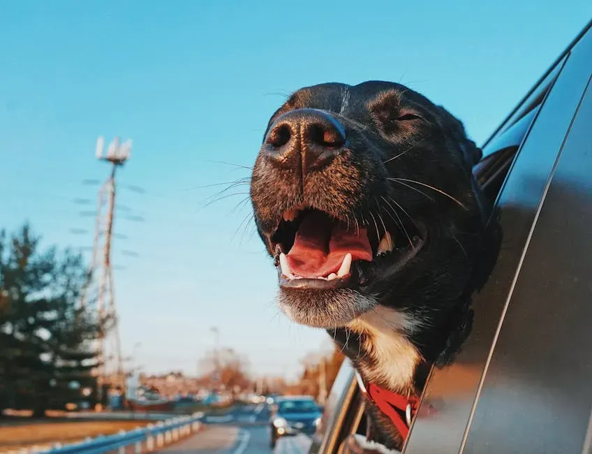 The Ride in the Car (Image Credits: Pexels)