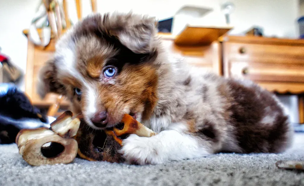 8. Australian Shepherd: The Hyper-Aware Best Friend (Ted Van Pelt, Flickr, CC BY 2.0)