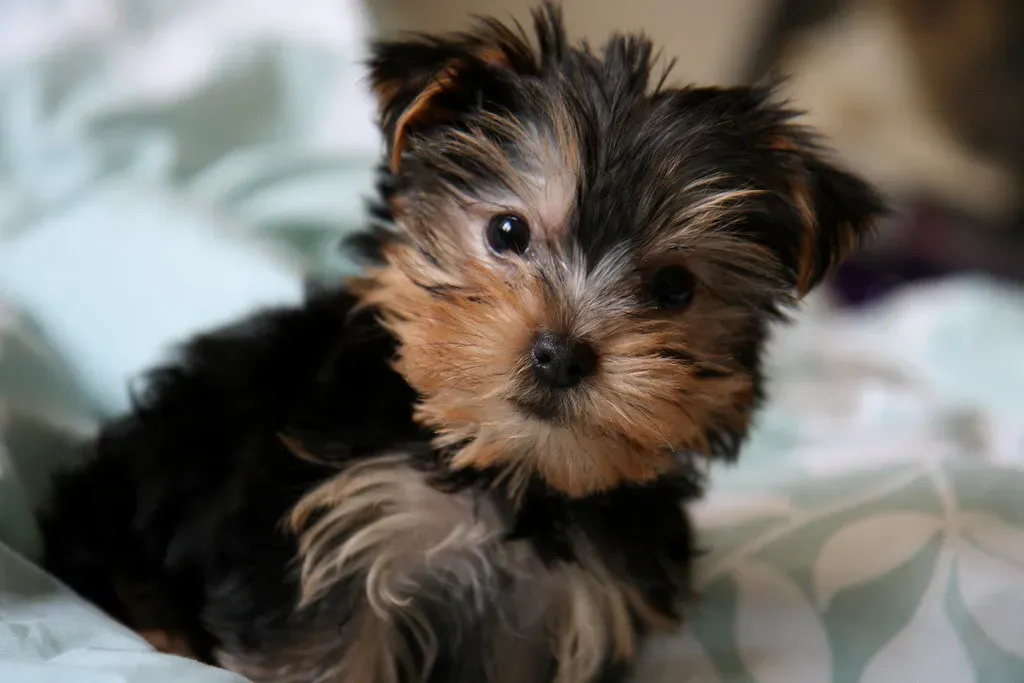 Yorkshire Terrier: Big Personality, Little Shedding (Image Credits: Flickr)