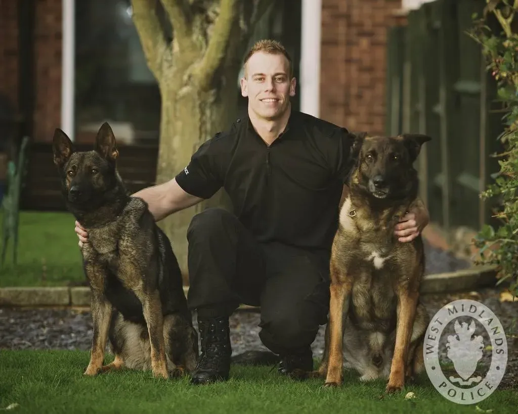 The Chemistry of Loyalty: What's Actually Happening in Your Dog's Brain (Day 310 - West Midlands Police - Retiring police dog Janus and new recruitUploaded by palnatoke, CC BY-SA 2.0)