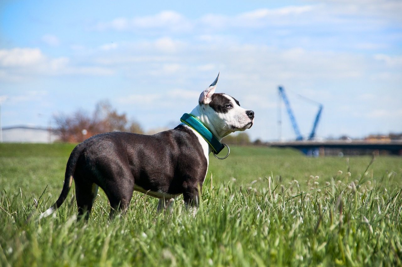 10. American Staffordshire Terrier (Image Credits: Pixabay)